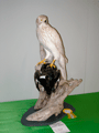 2010-accipiter